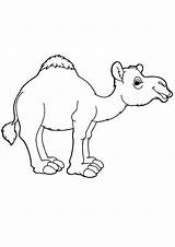 Coloring Pages  Baby Camel sketch template