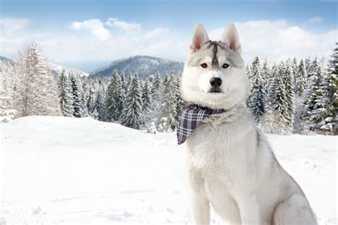 Siberian Husky Snow Wallpaper