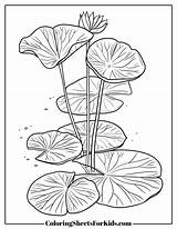 Lily Pad Coloring Pages Printable PDF  Sheets For Kids sketch template