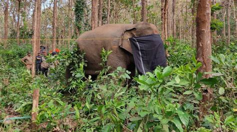 The problem with Kerala’s compensation rules for human-wildlife conflict