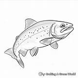 Trout Coloring Pages  Free & Printable sketch template