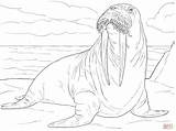 Walrus Coloring Pages Realistic Sheet Print Drawing Designlooter Cute  sketch template