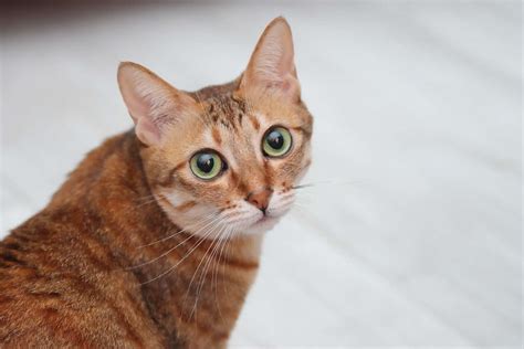 10 Popular Brown Cat Breeds
