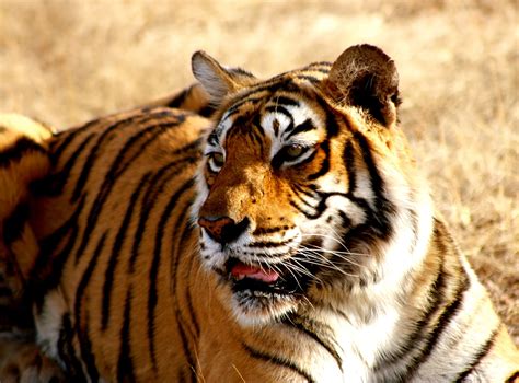 Celebrating The Majestic Beast on International Tiger Day! - Wildlife SOS