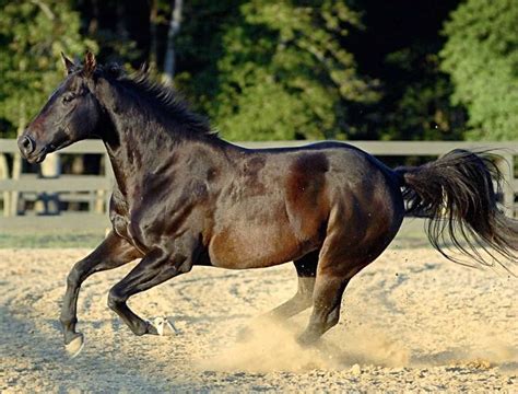 Seal brown Quarter horse gelding at liberty. photo: Sarah K. Andrews ...