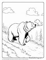 100  Bear coloring pages Free PDF To Print Woo Coloring sketch template