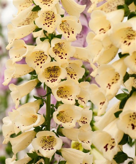 Foxglove varieties: 16 options for summer borders | Gardeningetc