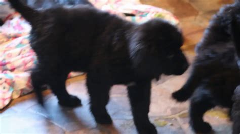 Newfoundland Mix Puppies For Sale - YouTube