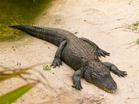 Young American Alligators Can Regrow Their Tails, Study Shows | Biology | Sci-News.com