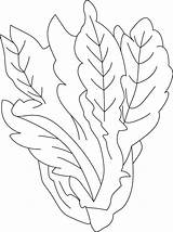 Lettuce coloring Sheet sketch template