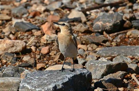 Wheatear | BirdForum