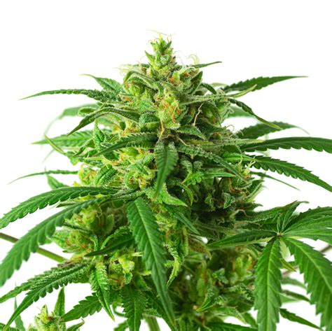 Organic Cannabis -- Organic Weed vs Non Organic -- Grow Organic