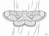 Moth Coloring Pages  ColoringBay sketch template