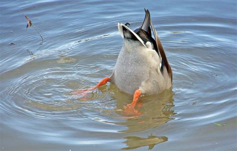 Diving Duck Free Stock Photo - Public Domain Pictures