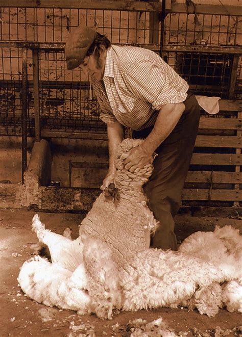 Sheep shearing | Hatherleigh History