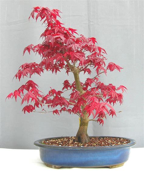 Pcs Japanese Maple Tree Bonsai Seeds Acer Palmatum Atropurpureum Home ...