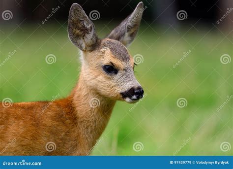 Baby Roe Deer on Summer Meadow Stock Image - Image of antler, field ...