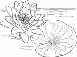 Free Printable Lily Pad Coloring Page – ColoringMecom sketch template