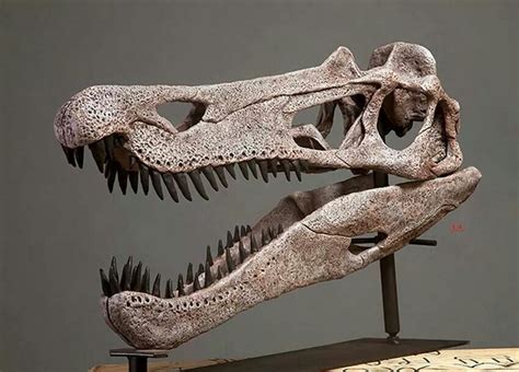 Crâne de Baryonyx walkeri | Prehistoric animals, Dinosaur art, Fossils