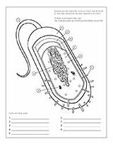 Prokaryote Cell Coloring Pages sketch template