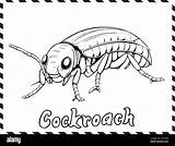 Cockroach Coloring Page For Kids Stock Vector Image & Art  Alamy sketch template