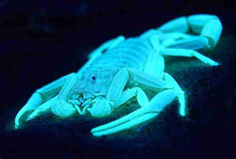 Scorpions Glow Beautifully Under UV Light - GlitchMind