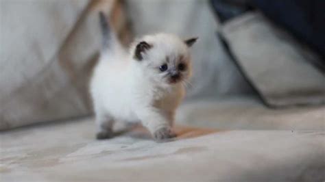 4 week old Cute Himalayan Kitten 3 - YouTube