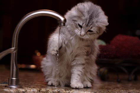 Kitten Playing with Water by Mischi3vo on DeviantArt