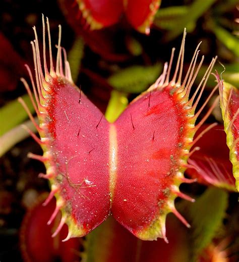 Venus flytrap - Wikipedia