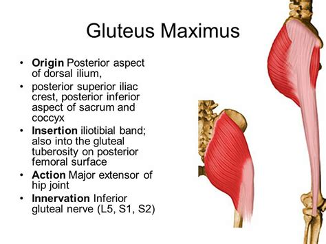 Gluteus Maximus Muscles Diagram