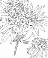 Coloriage  Cardinal Et rhododendron De La Virginie LOuest sketch template