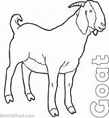 Boer Goat Coloring Pages sketch template