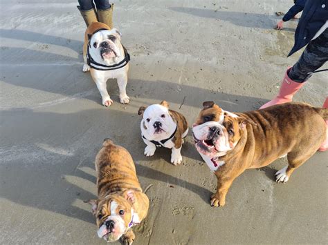 Bully beach walks : Bulldogs