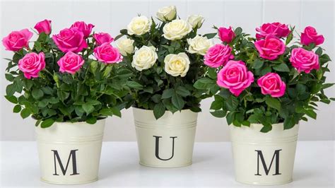 Mothers Day Flowers Delivery Toronto at Terry Fox blog