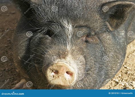 Black Pig Royalty Free Stock Photos - Image: 281018