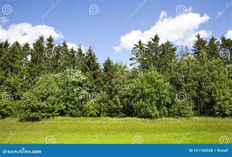 Mixed forest stock photo. Image of flora, agricultural - 121762608