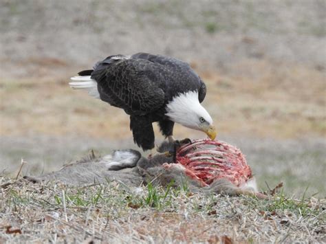 Bald Eagle Eating Deer