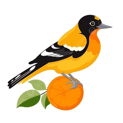 Oriole Clipart Black And White Bird On The Orange Leaf Illustration ...