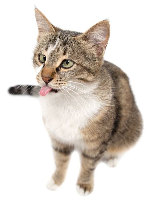 Cat Showing Tongue on White Background Stock Image - Image of animal ...