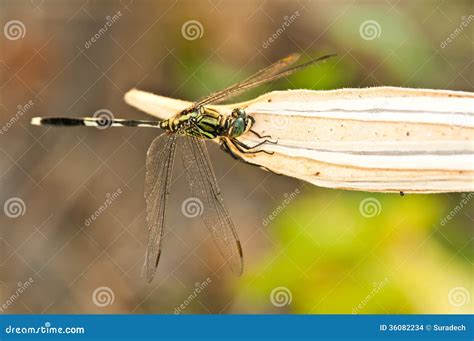 Green dragonfly stock photo. Image of wing, outdoor, insect - 36082234