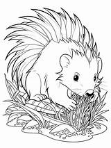 Black And White Bold Line coloring Page Of baby Fun porcupine For Kids  sketch template
