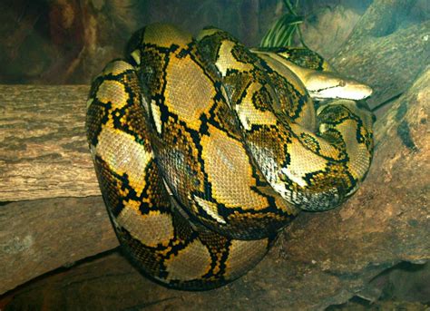 The Reticulated Python « Big Animals