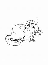 Chinchilla Coloring Pages sketch template