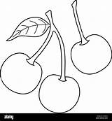 Cherry Fruit Coloring Page Pages sketch template