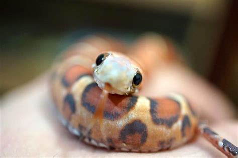 Cute Snake Pretty Snakes, Beautiful Snakes, Cute Reptiles, Reptiles And Amphibians, Cute ...