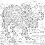 Buffalo Bull Coloring Page Colouring Picture Adult Book  sketch template