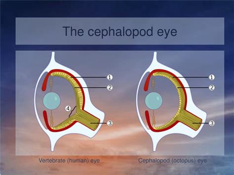 PPT - On Cephalopods PowerPoint Presentation, free download - ID:5361195