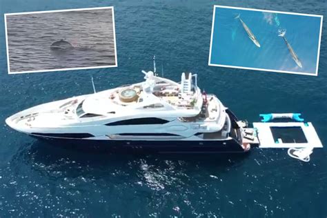 Conor McGregor's superyachts sail past whales and dolphins on way to ...