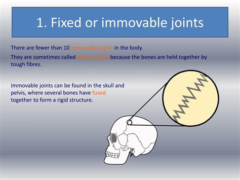 PPT - Joints and their classifications PowerPoint Presentation, free download - ID:2139749