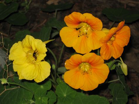 Nasturtium Flowers Free Stock Photo - Public Domain Pictures